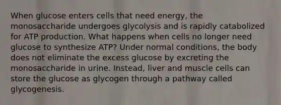 When glucose enters cells that need energy, the monosaccharide undergoes glycolysis and is rapidly catabolized for ATP production. What happens when cells no longer need glucose to synthesize ATP? Under normal conditions, the body does not eliminate the excess glucose by excreting the monosaccharide in urine. Instead, liver and muscle cells can store the glucose as glycogen through a pathway called glycogenesis.