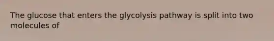 The glucose that enters the glycolysis pathway is split into two molecules of