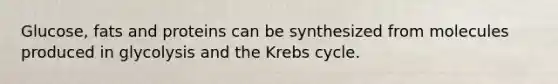 Glucose, fats and proteins can be synthesized from molecules produced in glycolysis and the <a href='https://www.questionai.com/knowledge/kqfW58SNl2-krebs-cycle' class='anchor-knowledge'>krebs cycle</a>.