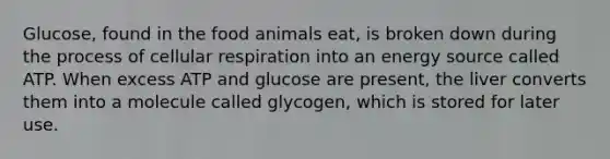 Glucose, found in the food animals eat, is broken down during the process of cellular respiration into an energy source called ATP.​ When excess ATP and glucose are present, the liver converts them into a molecule called glycogen, which is stored for later use.​ ​