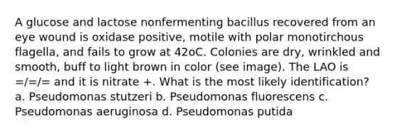 A glucose and lactose nonfermenting bacillus recovered from an eye wound is oxidase positive, motile with polar monotirchous flagella, and fails to grow at 42oC. Colonies are dry, wrinkled and smooth, buff to light brown in color (see image). The LAO is =/=/= and it is nitrate +. What is the most likely identification? a. Pseudomonas stutzeri b. Pseudomonas fluorescens c. Pseudomonas aeruginosa d. Pseudomonas putida