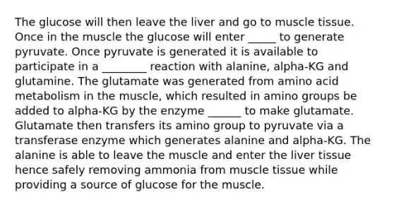 The glucose will then leave the liver and go to muscle tissue. Once in the muscle the glucose will enter _____ to generate pyruvate. Once pyruvate is generated it is available to participate in a ________ reaction with alanine, alpha-KG and glutamine. The glutamate was generated from amino acid metabolism in the muscle, which resulted in amino groups be added to alpha-KG by the enzyme ______ to make glutamate. Glutamate then transfers its amino group to pyruvate via a transferase enzyme which generates alanine and alpha-KG. The alanine is able to leave the muscle and enter the liver tissue hence safely removing ammonia from muscle tissue while providing a source of glucose for the muscle.