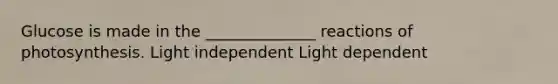 Glucose is made in the ______________ reactions of photosynthesis. Light independent Light dependent