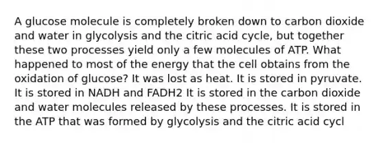 A glucose molecule is completely broken down to carbon dioxide and water in glycolysis and the citric acid cycle, but together these two processes yield only a few molecules of ATP. What happened to most of the energy that the cell obtains from the oxidation of glucose? It was lost as heat. It is stored in pyruvate. It is stored in NADH and FADH2 It is stored in the carbon dioxide and water molecules released by these processes. It is stored in the ATP that was formed by glycolysis and the citric acid cycl