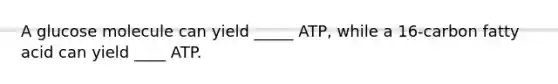 A glucose molecule can yield _____ ATP, while a 16-carbon fatty acid can yield ____ ATP.