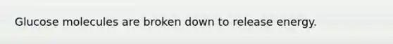 Glucose molecules are broken down to release energy.