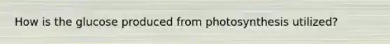 How is the glucose produced from photosynthesis utilized?