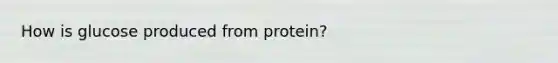 How is glucose produced from protein?