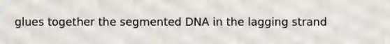 glues together the segmented DNA in the lagging strand