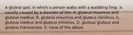 A gluteal gait, in which a person walks with a waddling limp, is usually caused by a disorder of the: A. gluteus maximus and gluteus medius. B. gluteus maximus and gluteus minimus. C. gluteus medius and gluteus minimus. D. gluteus gluteus and gluteus transverses. E. none of the above.