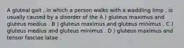 A gluteal gait , in which a person walks with a waddling limp , is usually caused by a disorder of the A ) gluteus maximus and gluteus medius . B ) gluteus maximus and gluteus minimus . C ) gluteus medius and gluteus minimus . D ) gluteus maximus and tensor fasciae latae .