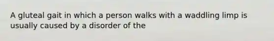 A gluteal gait in which a person walks with a waddling limp is usually caused by a disorder of the