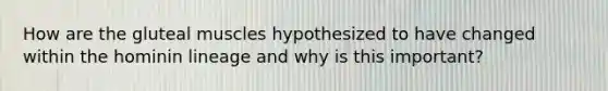 How are the gluteal muscles hypothesized to have changed within the hominin lineage and why is this important?