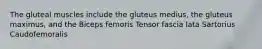 The gluteal muscles include the gluteus medius, the gluteus maximus, and the Biceps femoris Tensor fascia lata Sartorius Caudofemoralis