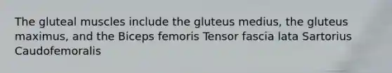 The gluteal muscles include the gluteus medius, the gluteus maximus, and the Biceps femoris Tensor fascia lata Sartorius Caudofemoralis