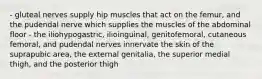 - gluteal nerves supply hip muscles that act on the femur, and the pudendal nerve which supplies the muscles of the abdominal floor - the iliohypogastric, ilioinguinal, genitofemoral, cutaneous femoral, and pudendal nerves innervate the skin of the suprapubic area, the external genitalia, the superior medial thigh, and the posterior thigh