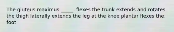 The gluteus maximus _____. flexes the trunk extends and rotates the thigh laterally extends the leg at the knee plantar flexes the foot