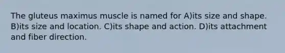 The gluteus maximus muscle is named for A)its size and shape. B)its size and location. C)its shape and action. D)its attachment and fiber direction.