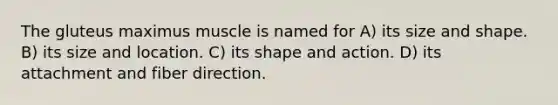 The gluteus maximus muscle is named for A) its size and shape. B) its size and location. C) its shape and action. D) its attachment and fiber direction.