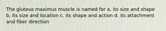 The gluteus maximus muscle is named for a. its size and shape b. its size and location c. its shape and action d. its attachment and fiber direction