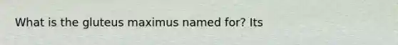 What is the gluteus maximus named for? Its