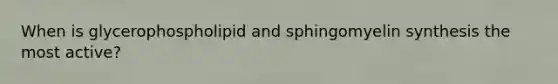 When is glycerophospholipid and sphingomyelin synthesis the most active?