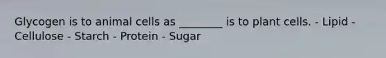 Glycogen is to animal cells as ________ is to plant cells. - Lipid - Cellulose - Starch - Protein - Sugar