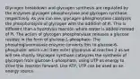 Glycogen breakdown and glycogen synthesis are regulated by the enzymes glycogen phosphorylase and glycogen synthase, respectively. As you can see, glycogen phosphorylase catalyzes the phosphorolysis of glycogen with the addition of Pi. This is different than a hydrolysis reaction where water is added instead of Pi. The action of glycogen phosphorylase releases a glucose residue in the form of glucose-1-phosphate. The phosphoglucomutase enzyme converts this to glucose-6-phosphate, which can then enter glycolysis at reaction 2 as we will see shortly. Glycogen synthase catalyzes the synthesis of glycogen from glucose-1-phosphate, using UTP as energy to drive this reaction forward. Like ATP, UTP can be used as an energy source.