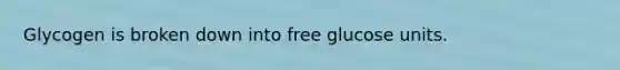 Glycogen is broken down into free glucose units.