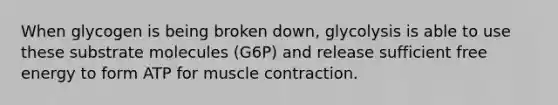 When glycogen is being broken down, glycolysis is able to use these substrate molecules (G6P) and release sufficient free energy to form ATP for muscle contraction.