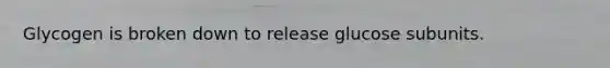 Glycogen is broken down to release glucose subunits.