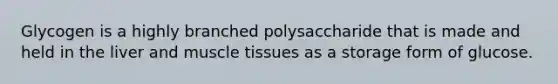 Glycogen is a highly branched polysaccharide that is made and held in the liver and muscle tissues as a storage form of glucose.