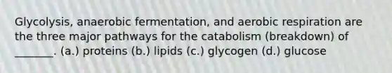 Glycolysis, anaerobic fermentation, and aerobic respiration are the three major pathways for the catabolism (breakdown) of _______. (a.) proteins (b.) lipids (c.) glycogen (d.) glucose