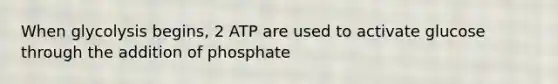 When glycolysis begins, 2 ATP are used to activate glucose through the addition of phosphate