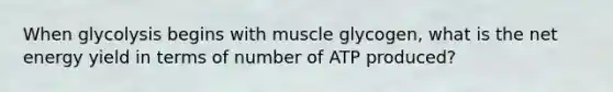 When glycolysis begins with muscle glycogen, what is the net energy yield in terms of number of ATP produced?