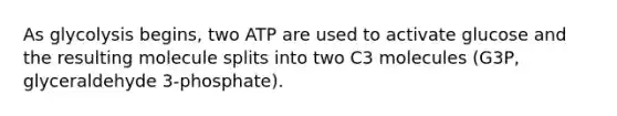 As glycolysis begins, two ATP are used to activate glucose and the resulting molecule splits into two C3 molecules (G3P, glyceraldehyde 3-phosphate).