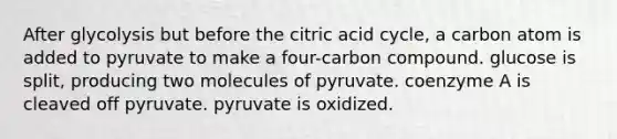 After glycolysis but before the citric acid cycle, a carbon atom is added to pyruvate to make a four-carbon compound. glucose is split, producing two molecules of pyruvate. coenzyme A is cleaved off pyruvate. pyruvate is oxidized.