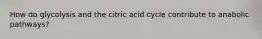 How do glycolysis and the citric acid cycle contribute to anabolic pathways?