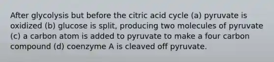 After glycolysis but before the citric acid cycle (a) pyruvate is oxidized (b) glucose is split, producing two molecules of pyruvate (c) a carbon atom is added to pyruvate to make a four carbon compound (d) coenzyme A is cleaved off pyruvate.