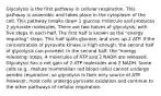 Glycolysis is the first pathway in cellular respiration. This pathway is anaerobic and takes place in the cytoplasm of the cell. This pathway breaks down 1 glucose molecule and produces 2 pyruvate molecules. There are two halves of glycolysis, with five steps in each half. The first half is known as the "energy requiring" steps. This half splits glucose, and uses up 2 ATP. If the concentration of pyruvate kinase is high enough, the second half of glycolysis can proceed. In the second half, the "energy releasing: steps, 4 molecules of ATP and 2 NADH are released. Glycolysis has a net gain of 2 ATP molecules and 2 NADH. Some cells (e.g., mature mammalian red blood cells) cannot undergo aerobic respiration, so glycolysis is their only source of ATP. However, most cells undergo pyruvate oxidation and continue to the other pathways of cellular respiration.