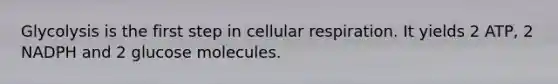 Glycolysis is the first step in <a href='https://www.questionai.com/knowledge/k1IqNYBAJw-cellular-respiration' class='anchor-knowledge'>cellular respiration</a>. It yields 2 ATP, 2 NADPH and 2 glucose molecules.