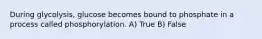 During glycolysis, glucose becomes bound to phosphate in a process called phosphorylation. A) True B) False