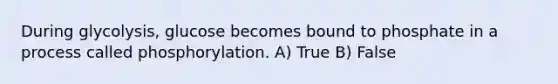 During glycolysis, glucose becomes bound to phosphate in a process called phosphorylation. A) True B) False