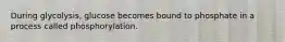 During glycolysis, glucose becomes bound to phosphate in a process called phosphorylation.