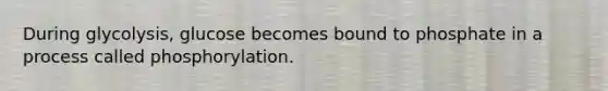 During glycolysis, glucose becomes bound to phosphate in a process called phosphorylation.