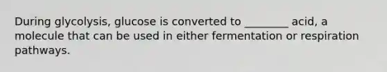During glycolysis, glucose is converted to ________ acid, a molecule that can be used in either fermentation or respiration pathways.