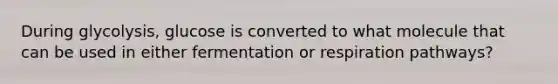During glycolysis, glucose is converted to what molecule that can be used in either fermentation or respiration pathways?