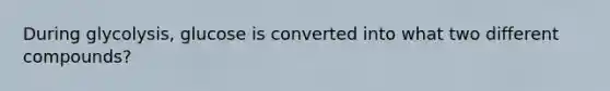 During glycolysis, glucose is converted into what two different compounds?