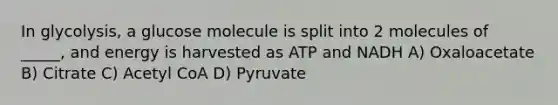 In glycolysis, a glucose molecule is split into 2 molecules of _____, and energy is harvested as ATP and NADH A) Oxaloacetate B) Citrate C) Acetyl CoA D) Pyruvate