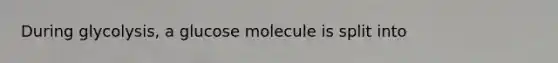 During glycolysis, a glucose molecule is split into